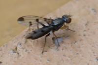 Geomyza tripunctata