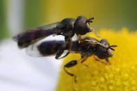 Neoascia podagrica