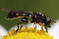 Neoascia podagrica
