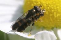 Neoascia podagrica