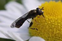 Neoascia podagrica