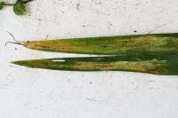 Cerodontha iridis