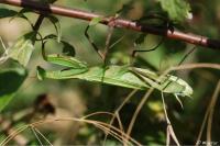Mantis religiosa