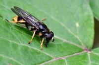 Xylota sylvarum
