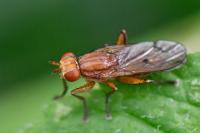 Tetanocera arrogans