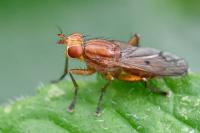 Tetanocera arrogans