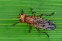 Tetanocera arrogans