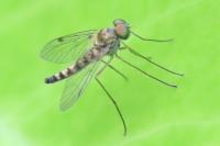 Chrysopilus asiliformis