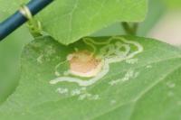 Liriomyza