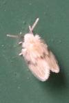 Psychoda surcoufi