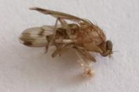 Suillia variegata