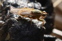 Scathophaga stercoraria