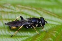 Xylota sylvarum