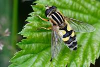 Helophilus trivittatus