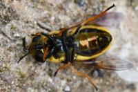 Callicera aurata