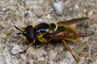 Callicera aurata