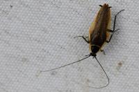 Ectobius sylvestris