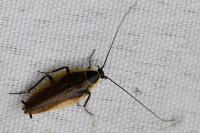 Ectobius sylvestris
