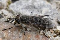 Haematopota italica