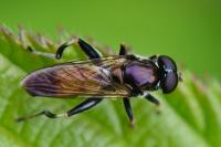 Xylota segnis