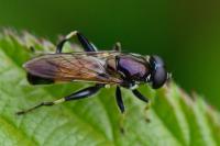 Xylota segnis