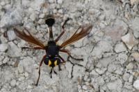 Physocephala rufipes
