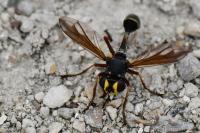 Physocephala rufipes