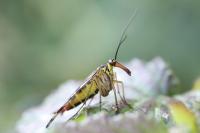 Panorpa vulgaris