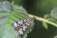 Panorpa vulgaris