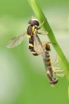 Sphaerophoria scripta