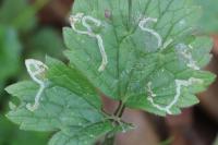 Phytomyza ranunculi