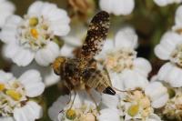 Oxyna flavipennis