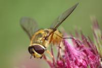 Syrphus ribesii