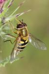 Syrphus ribesii