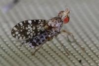 Trypetoptera punctulata