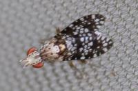 Trypetoptera punctulata