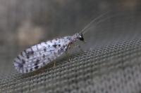 Micromus variegatus