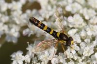 Sphaerophoria scripta