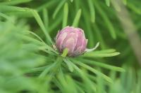 Spurgia euphorbiae