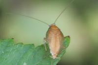 Ectobius pallidus