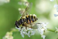 Myathropa florea