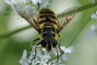 Myathropa florea
