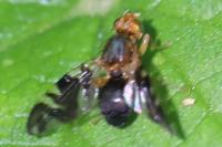 Philophylla caesio