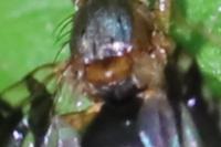 Philophylla caesio