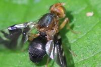 Philophylla caesio