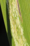 Cerodontha iridis