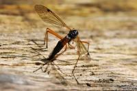 Tanyptera atrata