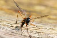 Tanyptera atrata