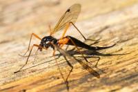 Tanyptera atrata