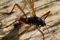 Tanyptera atrata